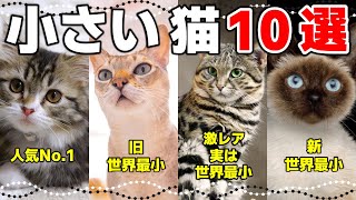 大きくならない小さい猫の種類10選小型猫ってどんな猫