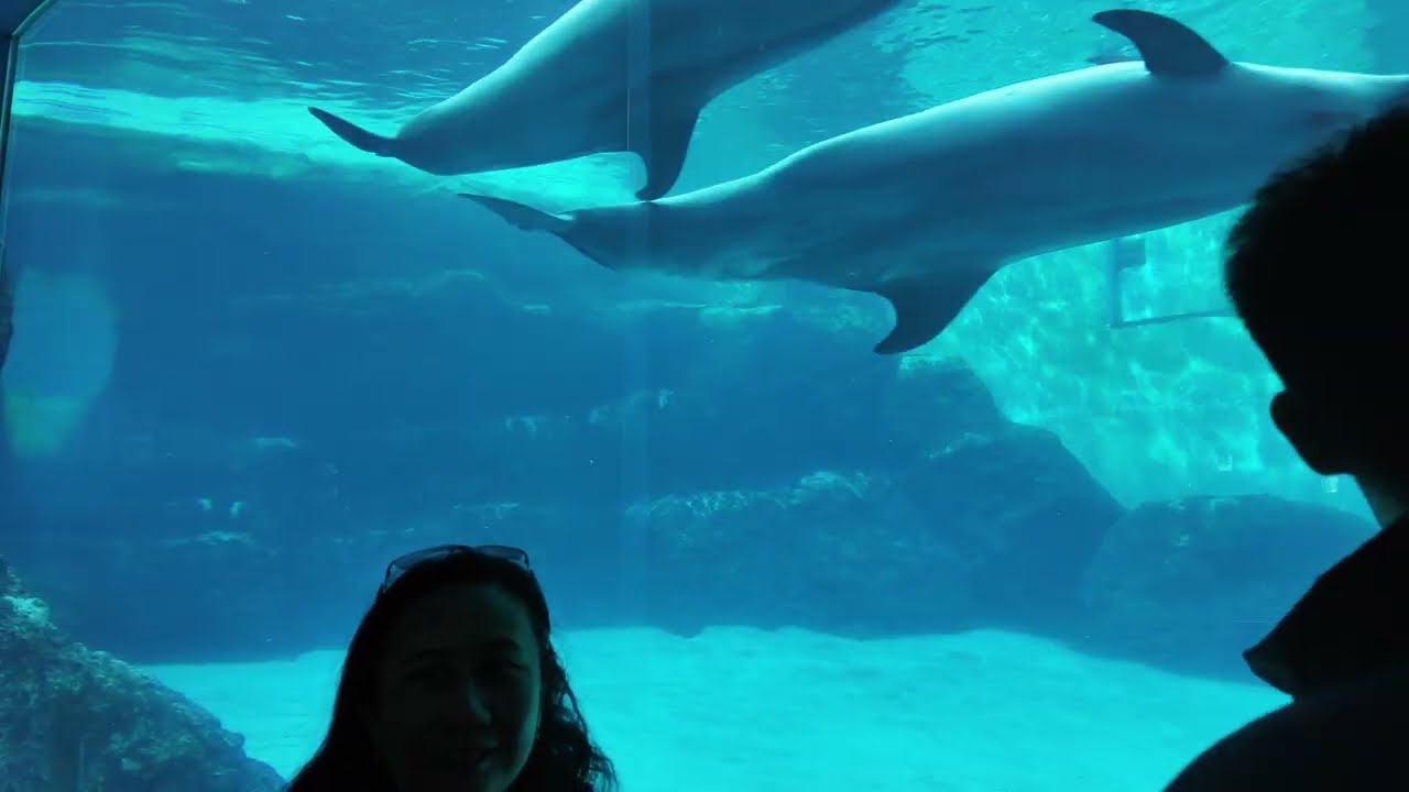 Melihat pertunjukan Paus Beluga yang sangat cerdik di Nagoya Aquarium