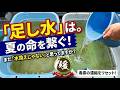 まだ「足し水は水換えにならない」と思ってますか？夏のメダカ飼育で起きる濃縮と足し水の真実【媛めだか】
