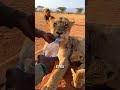 I saved the lion and family🥹