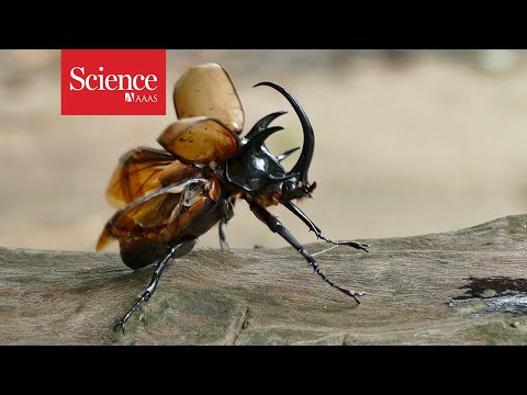 וִידֵאוֹ: האם חיפושיות סקסטון יכולות לעוף?