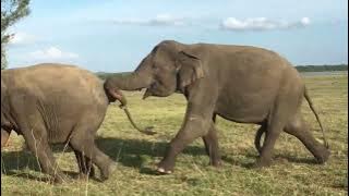 Original sound of Alin trying to find a suitable companion as he fades away Elephant