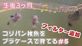 エアレーションで遊ぶコリドラスパンダ Youtube エアレーションで遊ぶコリドラスパンダ Youtube