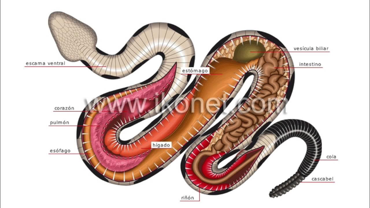 Легкие у змей. Пищеварительная система змеи схема. Анатомия гадюки. Строение пищеварения змеи. Строение пищеварительной системы змеи.
