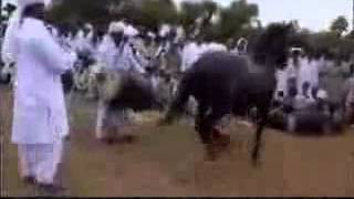 лошадь танцует лезгинку(, 2012-05-02T19:04:46.000Z)