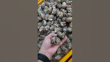 Review "ỐC HƯƠNG" hôm nay cũng rẻ rồi, ai cũng ăn được #seafood  #chợ #chobinhdien #haisantuoisong