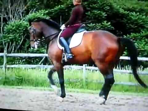 Dressur dressage - YouTube