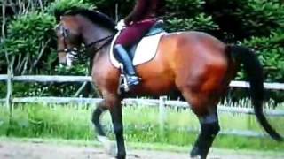 Dressur Dressage Dressur Dressage