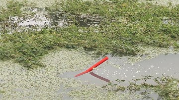 Câu Cá , Không Ngờ Dưới Bụi Rau Nhút Là Nơi Ẩn Mình Của Một Đàn Cá Trê Đói Mồi