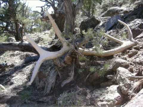 Shed Antler Hunting HUGE elk sheds! - YouTube