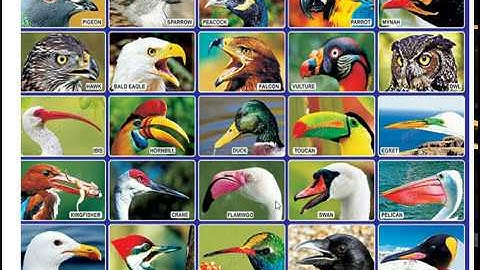 Birds beaks class 3// CBSE science