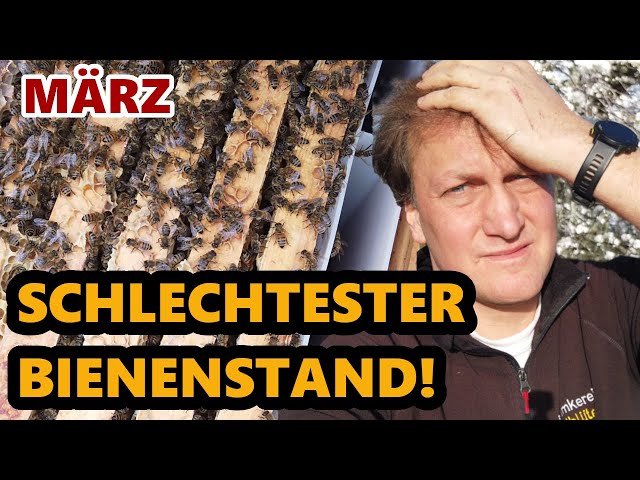 Schlechtester Bienenstand  | Bienengesundheit im März | Bienenbaum pflanzen | Weissacher Imkertag