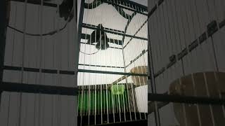 Download Lagu DECU BIRAHI FULL #beautiful #gacor #birds #burung #burungkicau #bird #beautifulbird MP3