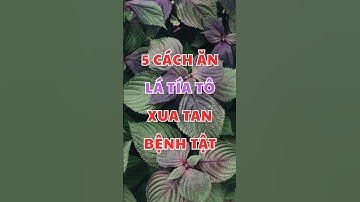 5 cách ăn lá tía tô xua tan bệnh tật #shorts #baithuocdangian #dinhduong #songkhoe #conduonganlanh