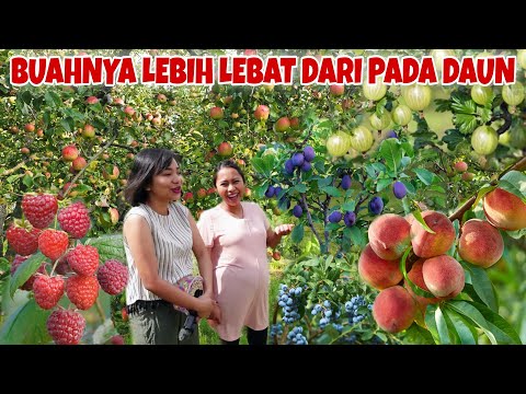 UPDATE KEBUN SAMA KAKAK, SEMUA POHON SUDAH BERBUAH