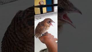 suara anakan burung but but