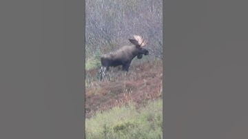 One Shot Moose Hunt!
