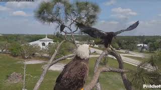 E23: Dad, Mom, I can fly! I want to fly with you! \/14:44\/ 2024-03-14\/ Southwest Florida Eagle Cam