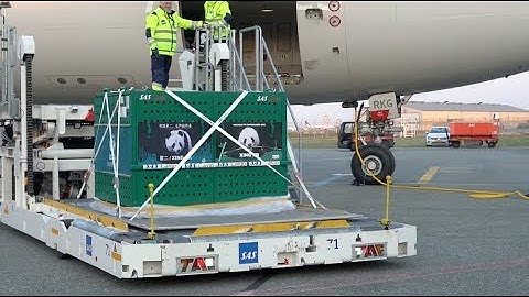 Two Giant Pandas from China Arrive in Copenhagen