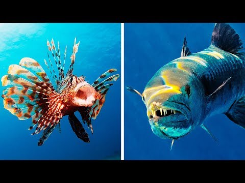 Video: Il pesce pietra può vivere in acqua dolce?