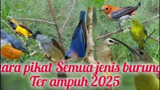 suara pikat burung kombinasi rambatan kutilang pijantung kemade dan sogon
