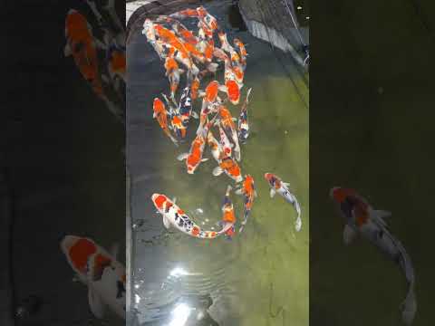 Showa sanshoku di keep dulu ya om #koi #shorts #short - YouTube