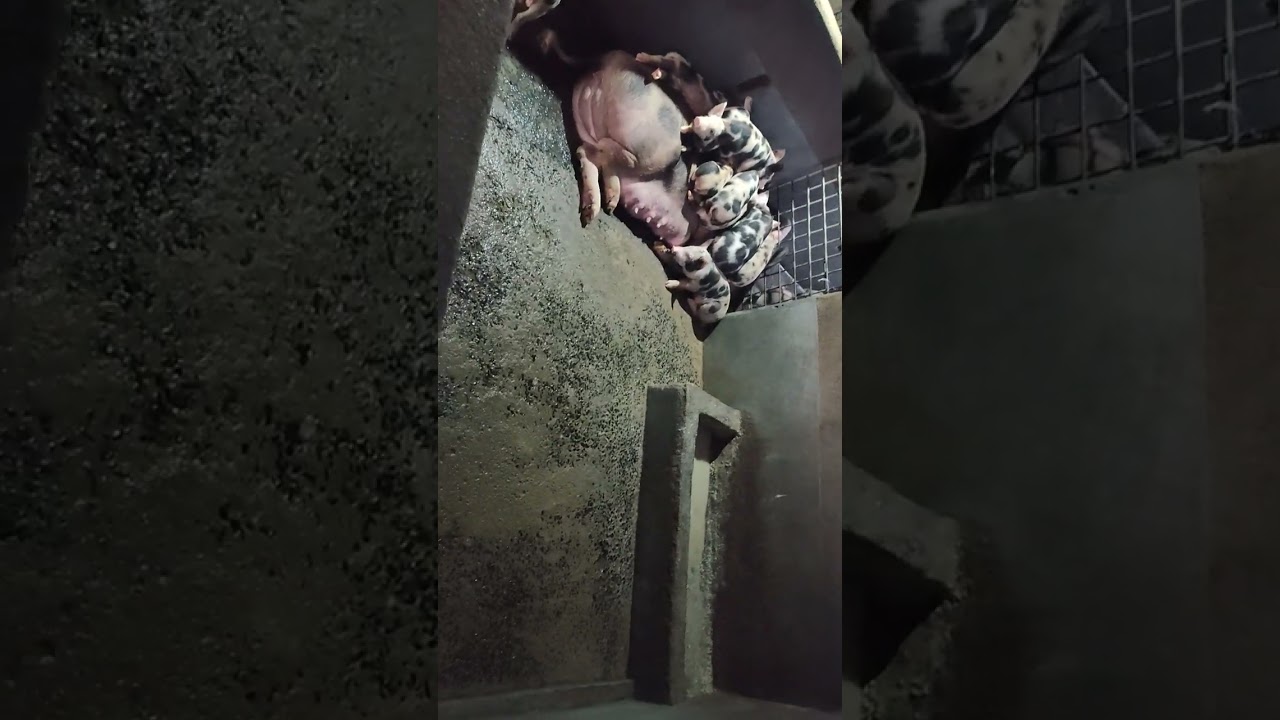 pig meat Shop & factory 