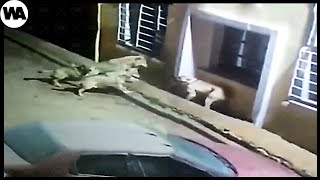 Pourquoi le loup a été exterminé en France ?