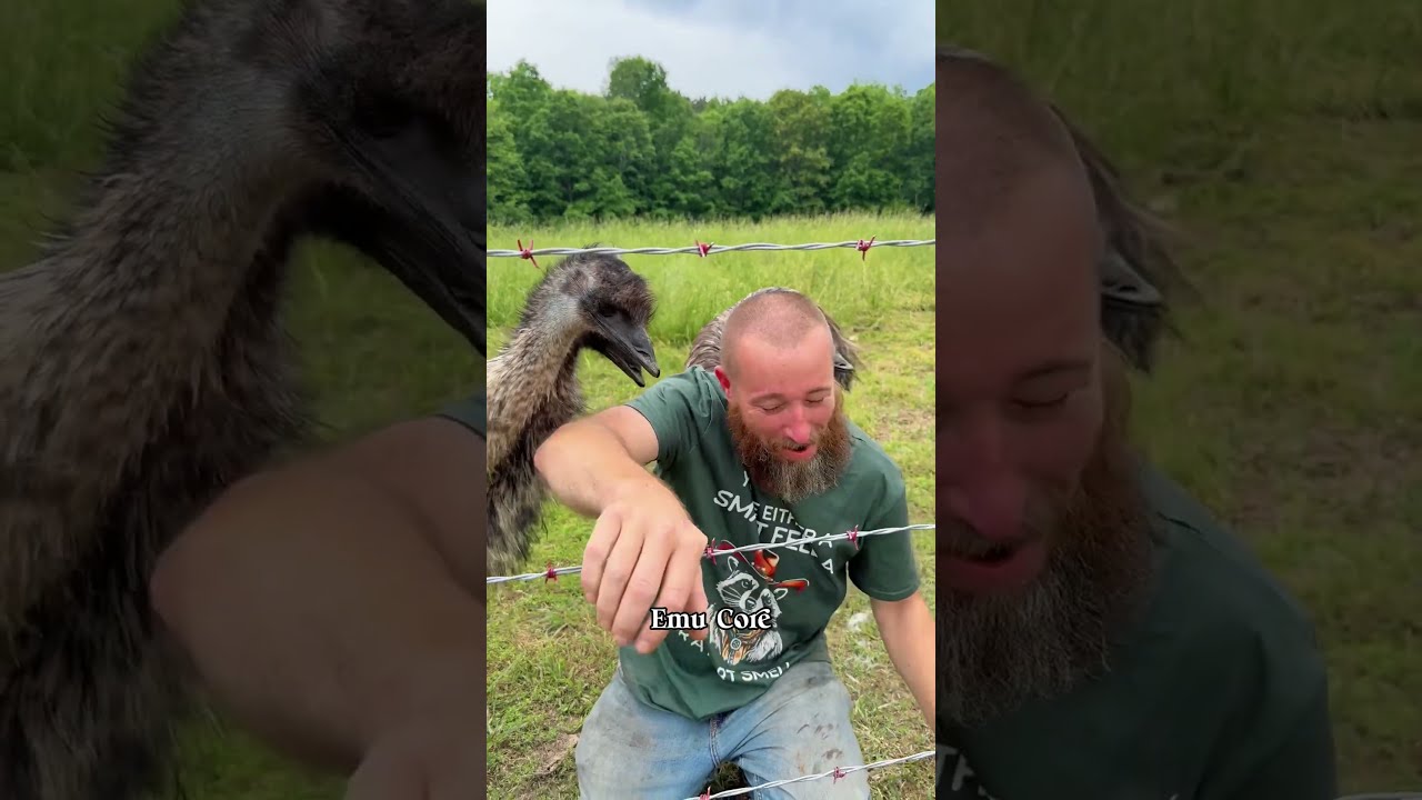 Silly Emu Funny Animals Animallife Core Foryou Fyp Funnyanimals
