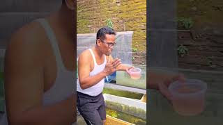 Download Lagu Budidaya Daphnia Magna 100% Berhasil #budidayaikanguppy #guppy #guppyfish MP3