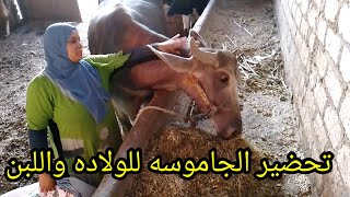 تحضير ❗ الجاموسه 🐂 للولاده ‼️ ازاي الجاموس تحلب معاكي طول السنه ❗ حلب البقر 🐄 خلطه تحضير اللبن 👌