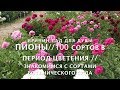 ПИОНЫ// 100 сортов в период цветения.// Знакомимся с сортами ботанического сада.