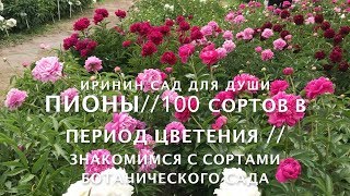 ПИОНЫ// 100 сортов в период цветения.// Знакомимся с сортами ботанического сада. ПИОНЫ// 100 сортов в период цветения.// Знакомимся с сортами ботанического сада.