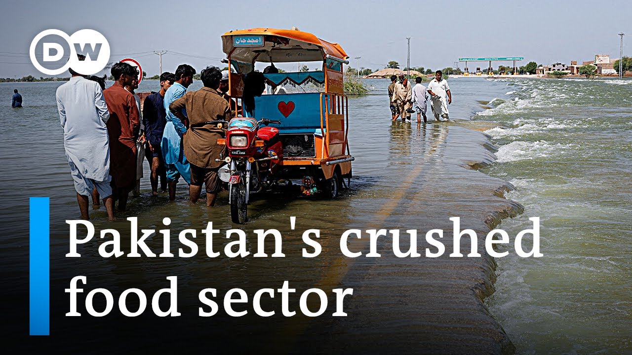 How Pakistan’s flood catastrophe destroyed the agricultural industry | DW News