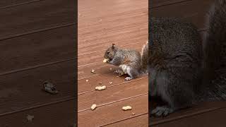 Happy squirrels eating peanuts on my deck and patio