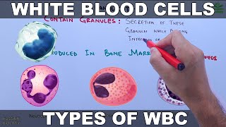 White Blood Cells | Leucocytes