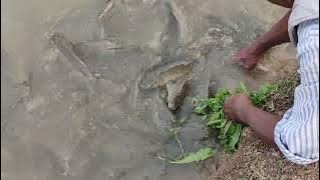 Download lagu grass carp fish feeding with hand.. 1kg size