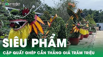 “Siêu phẩm” cặp quất ghép cần thăng dáng “long vân thủy” giá trăm triệu đón Tết Giáp Thìn | Báo DV