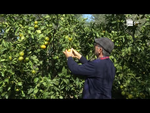 Mbjellja e agrumeve/ Fermeri eksperimenton në Libohovë të Gjirokastrës | RTSH