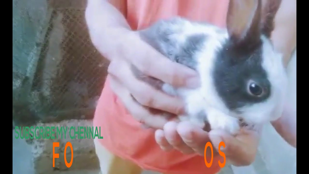 Rabbits||Male or Female? How To Determine gender - YouTube