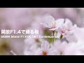 α6600で撮る開放F1.4の桜 | 肉眼とは違う世界が撮れる楽しさ | SIGMA 56mm F1.4 DC DN