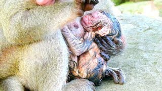 Part1: Popeye  give of birth baby very cute,congratulation Amari group got new baby today AT 5:18 PM