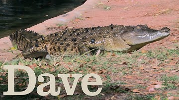 How To Catch A Crocodile | Deadliest Pests Down Under | Dave