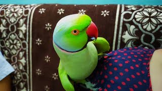 Conversation with my Ringneck Parrot,World Best Parrot.
