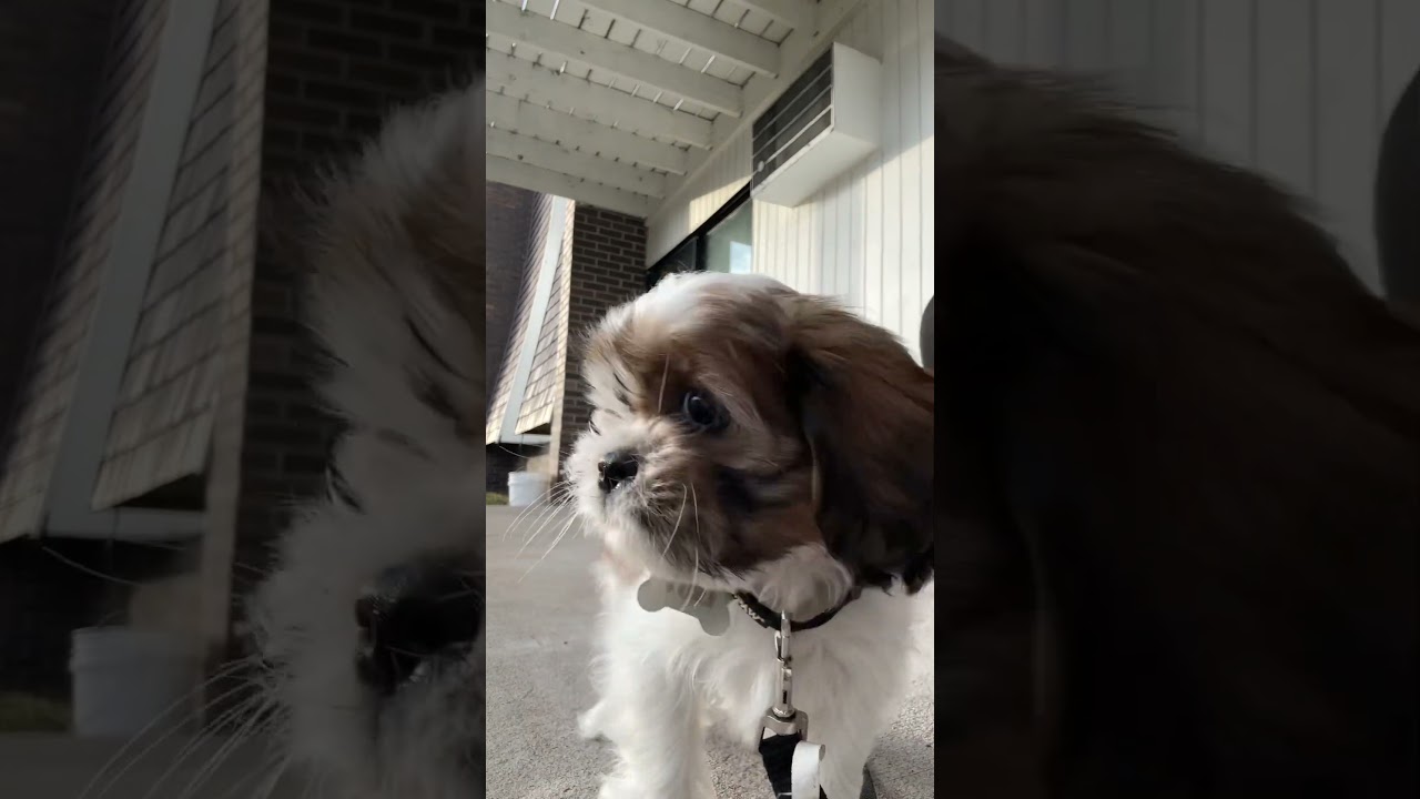 Morning from the Midwest! View from Yuki’s Camera 🫶 