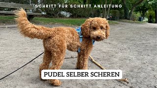 Pudel scheren  Schritt für Schritt Anleitung | Pudel Lotti