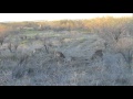 Texas Birthday Buck