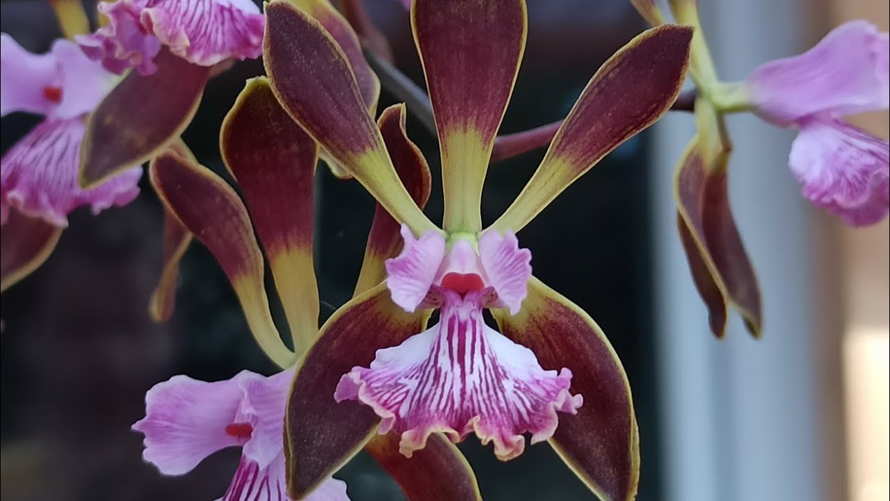 Orchideen 2 Wochen allein: So vermeidest du trockene Wurzeln und Fäulnis