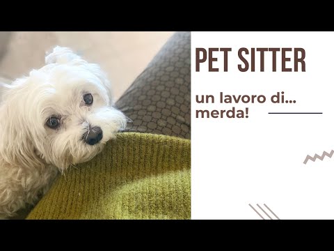 Video: Pet Boarding Vs Pet Sitting: Cosa è Meglio Per Il Tuo Animale Domestico?