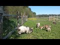 Моё Хозяйство/Весенний Выпас/Детёныши/Звери Едят Траву/Сетка От Леса#goat#goats#farmer